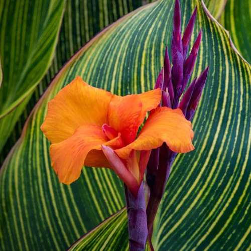 Canna lily pretoria bengal - /,