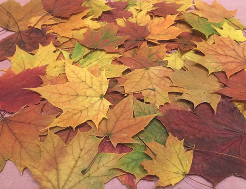 Maple leaves real pressed - leaves,